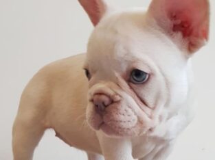 French bulldog puppies for lovely homes