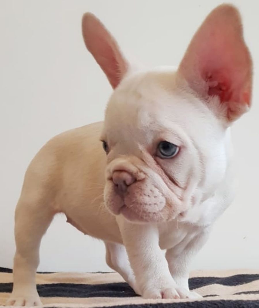 French bulldog puppies for lovely homes