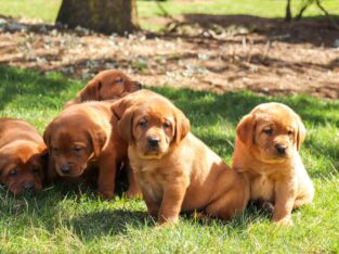 Healthy Quality Fox red Labrador retreiver Puppies