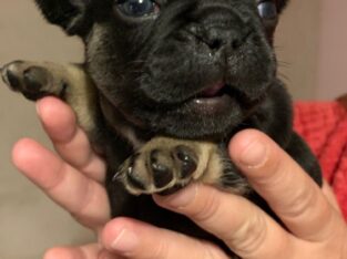Beautiful French Bulldogs Puppies! ready now