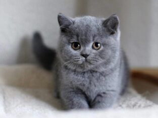 British Shorthair Kittens – Ready Now