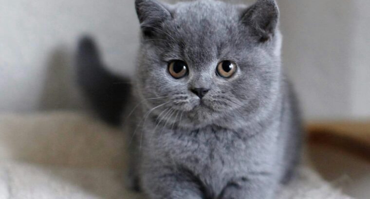 British Shorthair Kittens – Ready Now