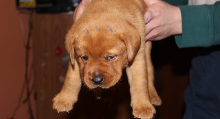 Beautiful Red Labrador Pups for sale