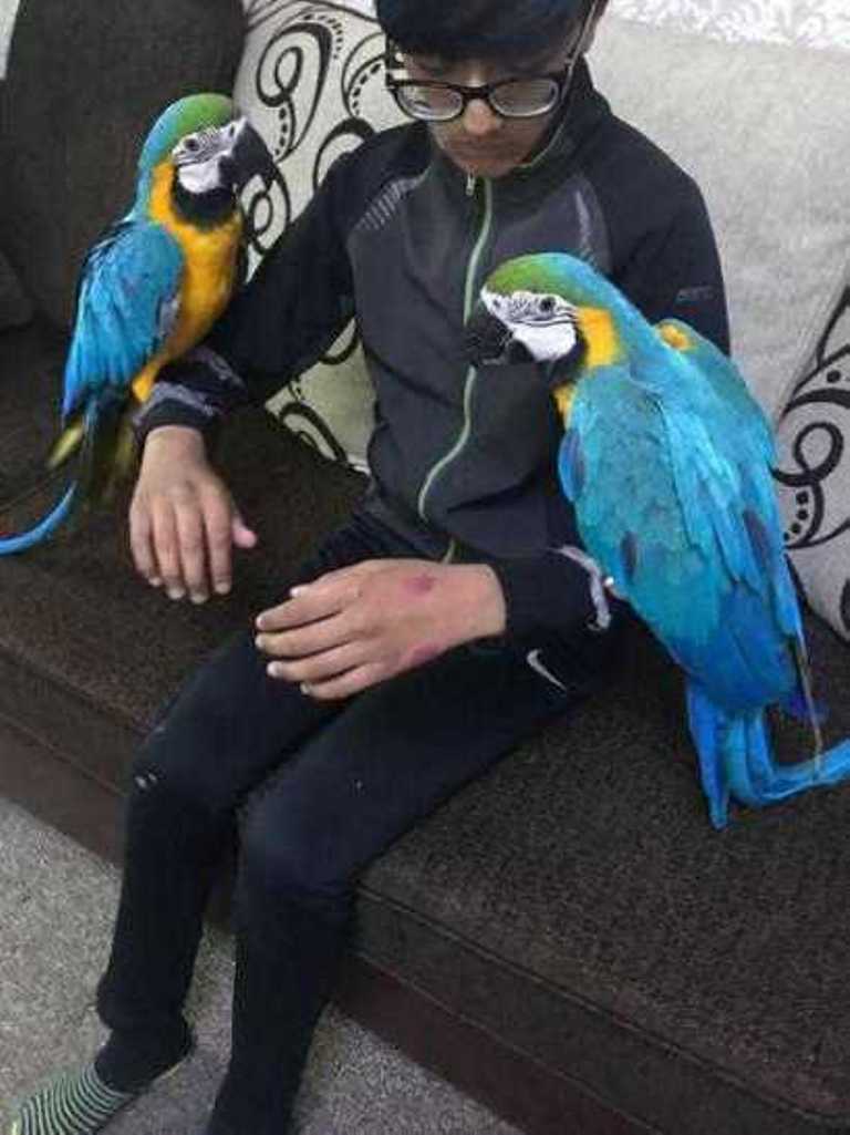Talking Healthy Trained Macaws For Sale