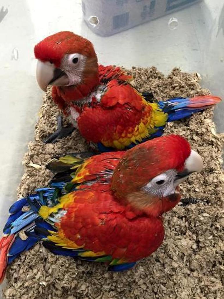 Talking Healthy Trained Macaws For Sale