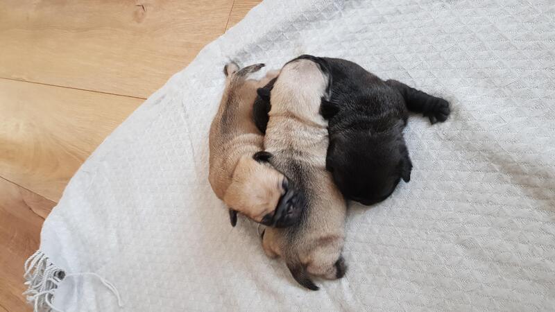 3 Gorgeous KC Reg Pug Puppies available! out of 5.