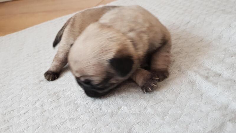 3 Gorgeous KC Reg Pug Puppies available! out of 5.