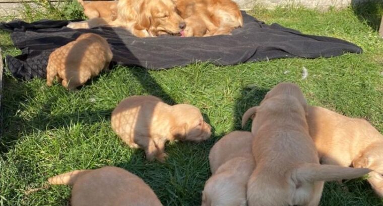 Chunky Quality Golden Retriever Pups