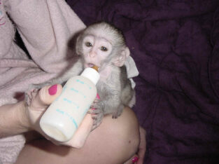 BABY AND ADULT BREEDER CAPUCHINS AVAILABLE