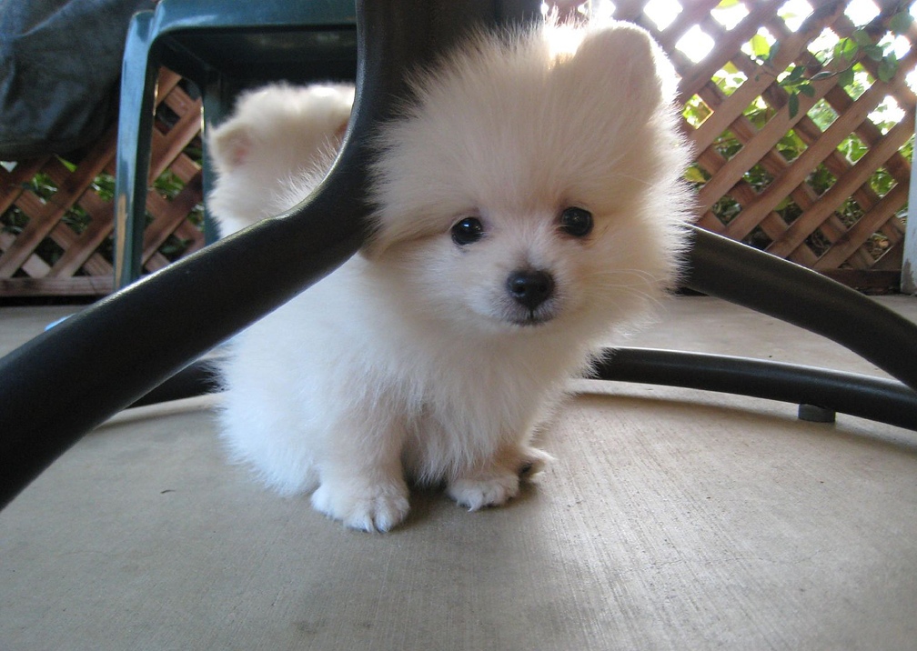 Amazing Pomeranian Puppies For Rehoming