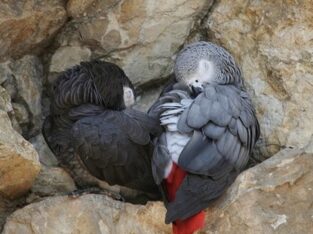 CUTE AFRICAN GREY PARROTS FOR SALE