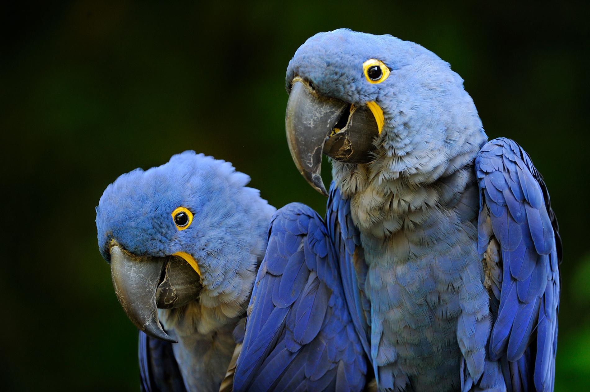 Hyacinth Macaws for sale