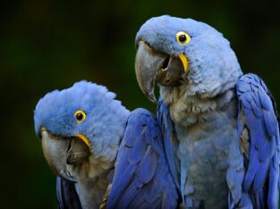 Hyacinth Macaws for sale