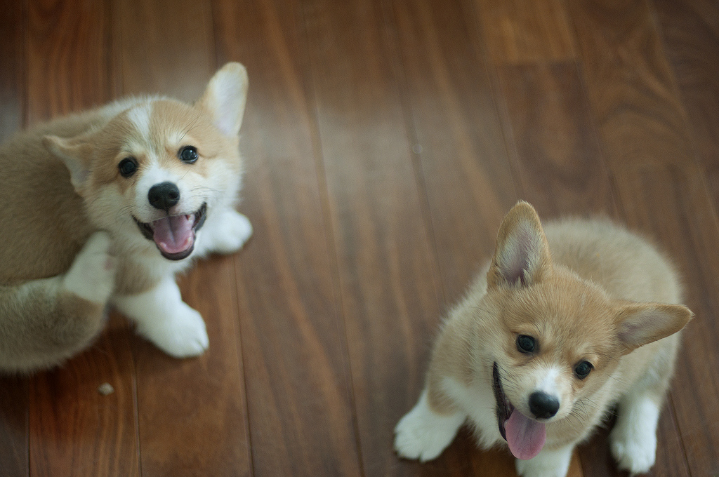 Well Socialize and Home Raised Corgi Puppies