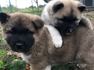 American Akita puppies for sale.