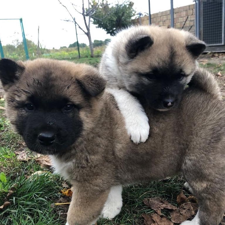American Akita puppies for sale.
