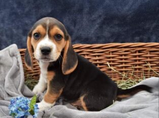 Lovely Beagle Puppies..whatssapp me on: +447418348
