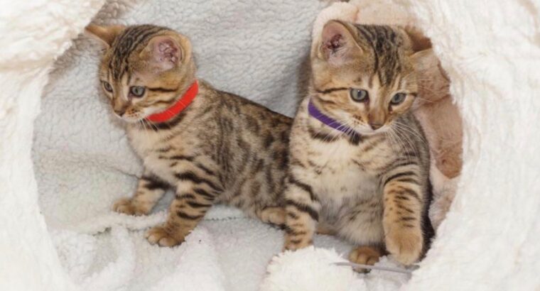 Beautiful baby bengal kittens,