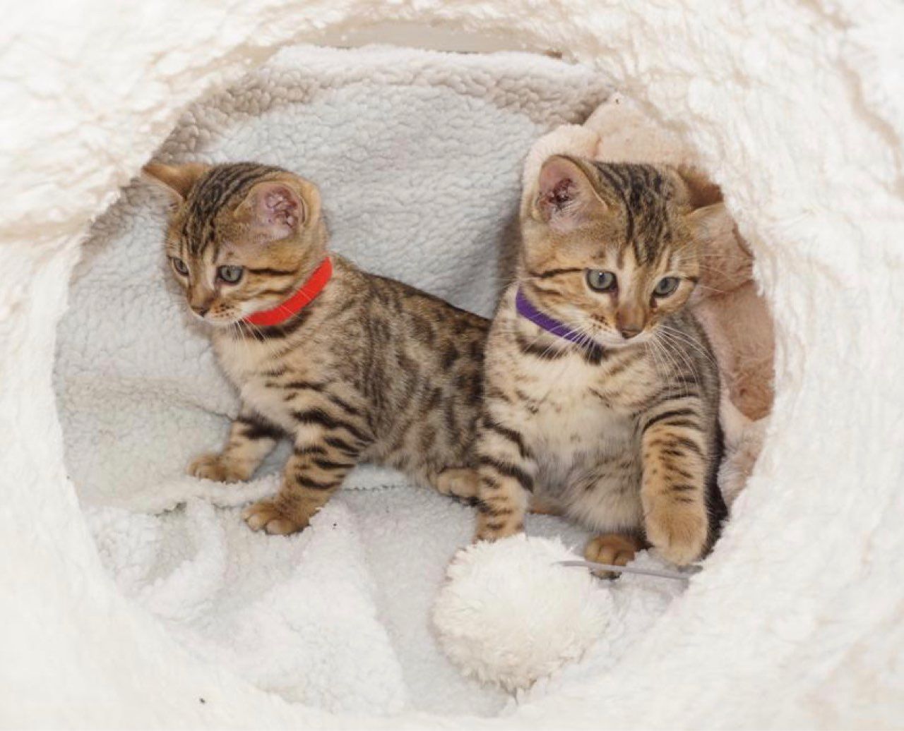 Beautiful baby bengal kittens,