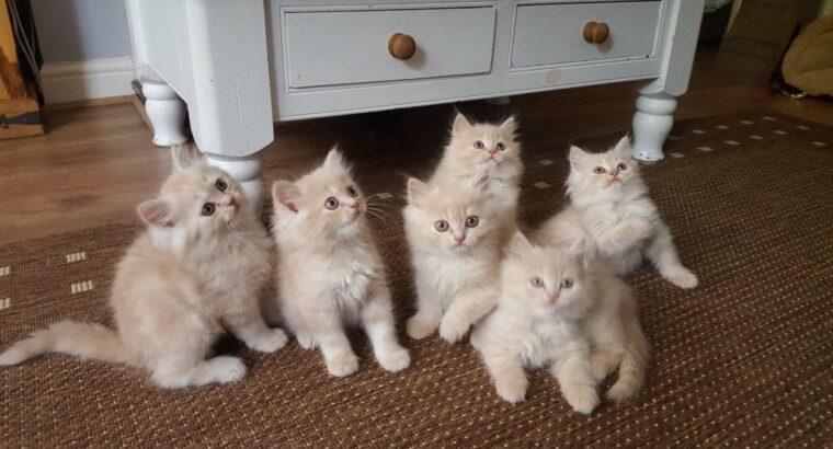 Beautiful Cream Persian Kittens,