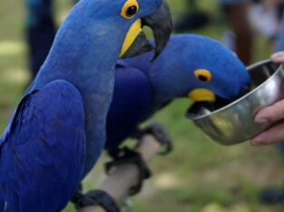 Blue Hyacinth Macaws for sale