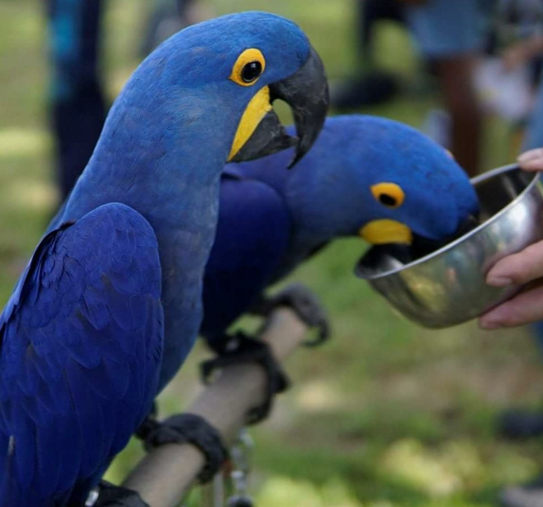 Blue Hyacinth Macaws for sale