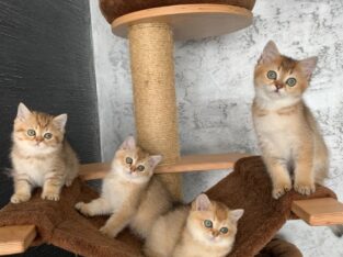 Adorable Scottish Folds Kittens,