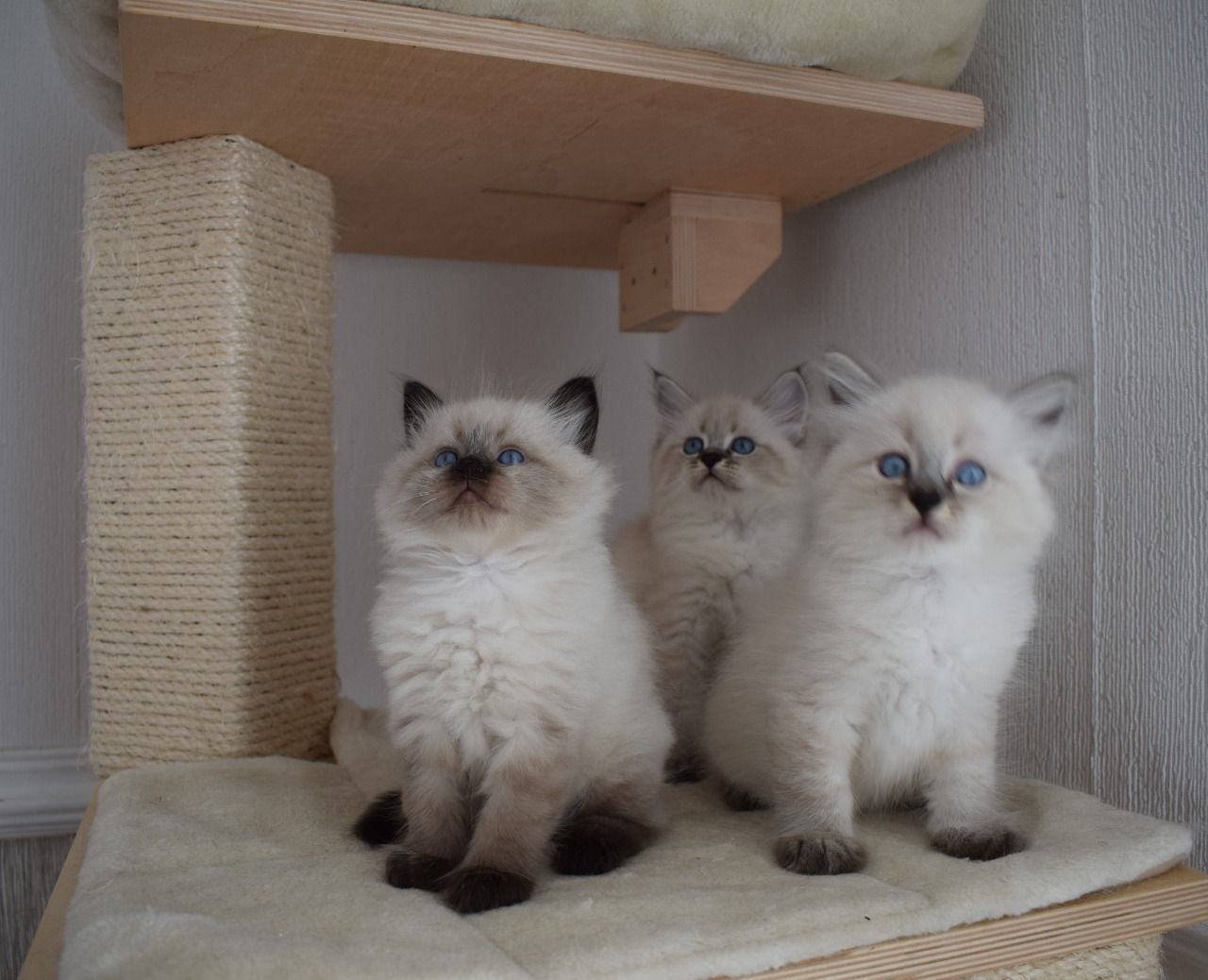 Siberian Kittens for Xmas,