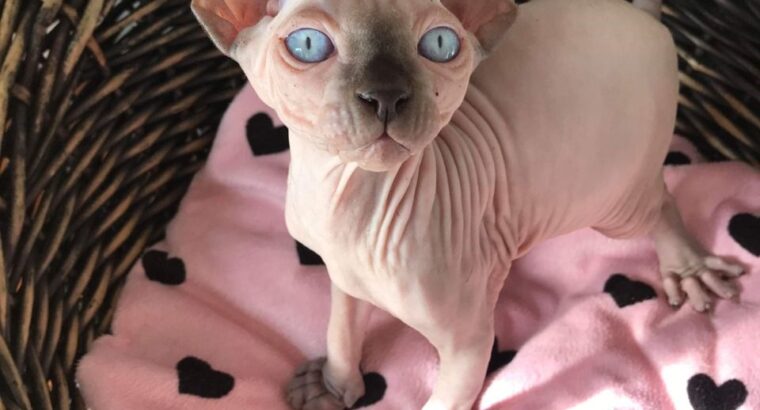 Beautiful Male and Female Sphynx kittens,