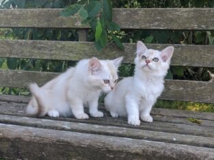 Amazing Tiffanie Kittens available,