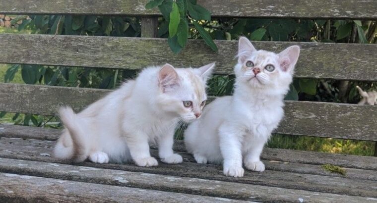 Amazing Tiffanie Kittens available,