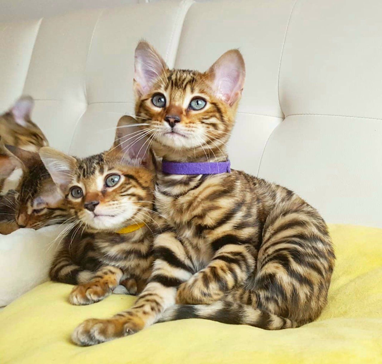 Beautiful Toyger kittens for sale,