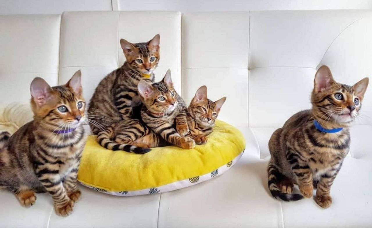 Beautiful Toyger kittens for sale,
