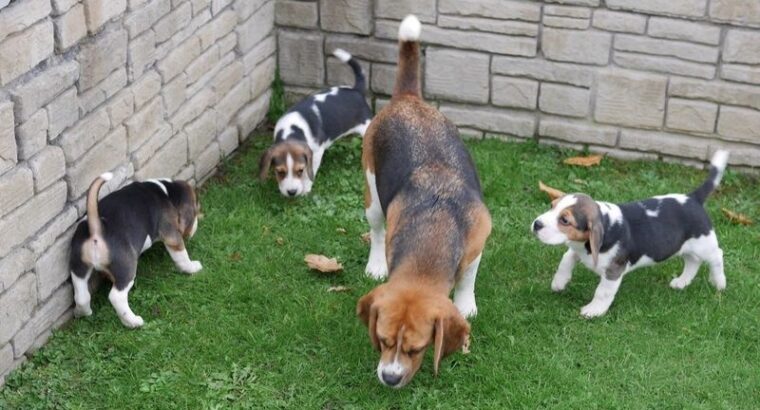 Amazing Beagle Puppies Ready Now