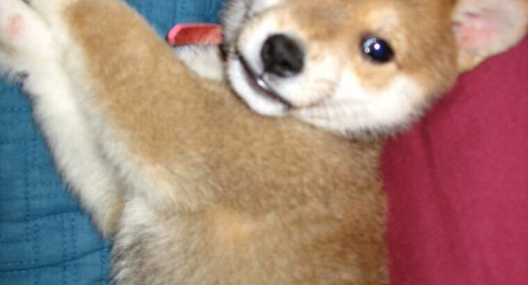 Brave and cute Male and Female Shiba Inu Puppies r
