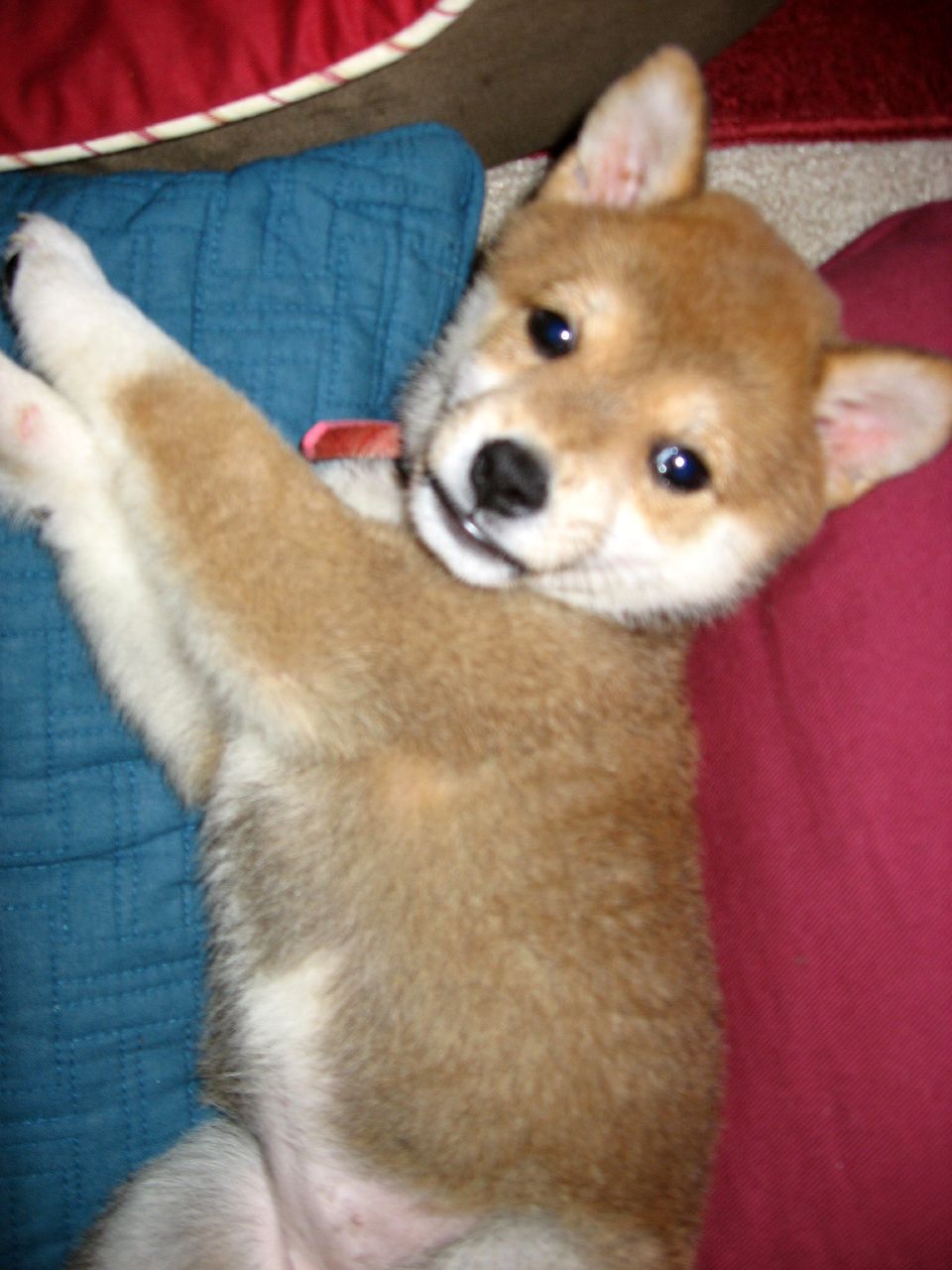 Brave and cute Male and Female Shiba Inu Puppies r