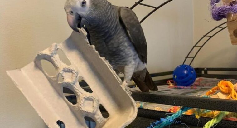Hand reared african grey parrots.