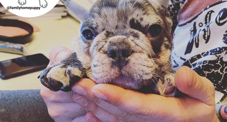 Healthy French Bulldog puppies for sale