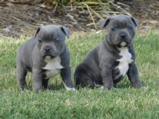 Nice Lookinf Blue Staffordshire Bull Terrier Pups