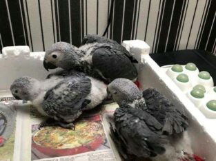 AFRICAN GREY PARROT for sale
