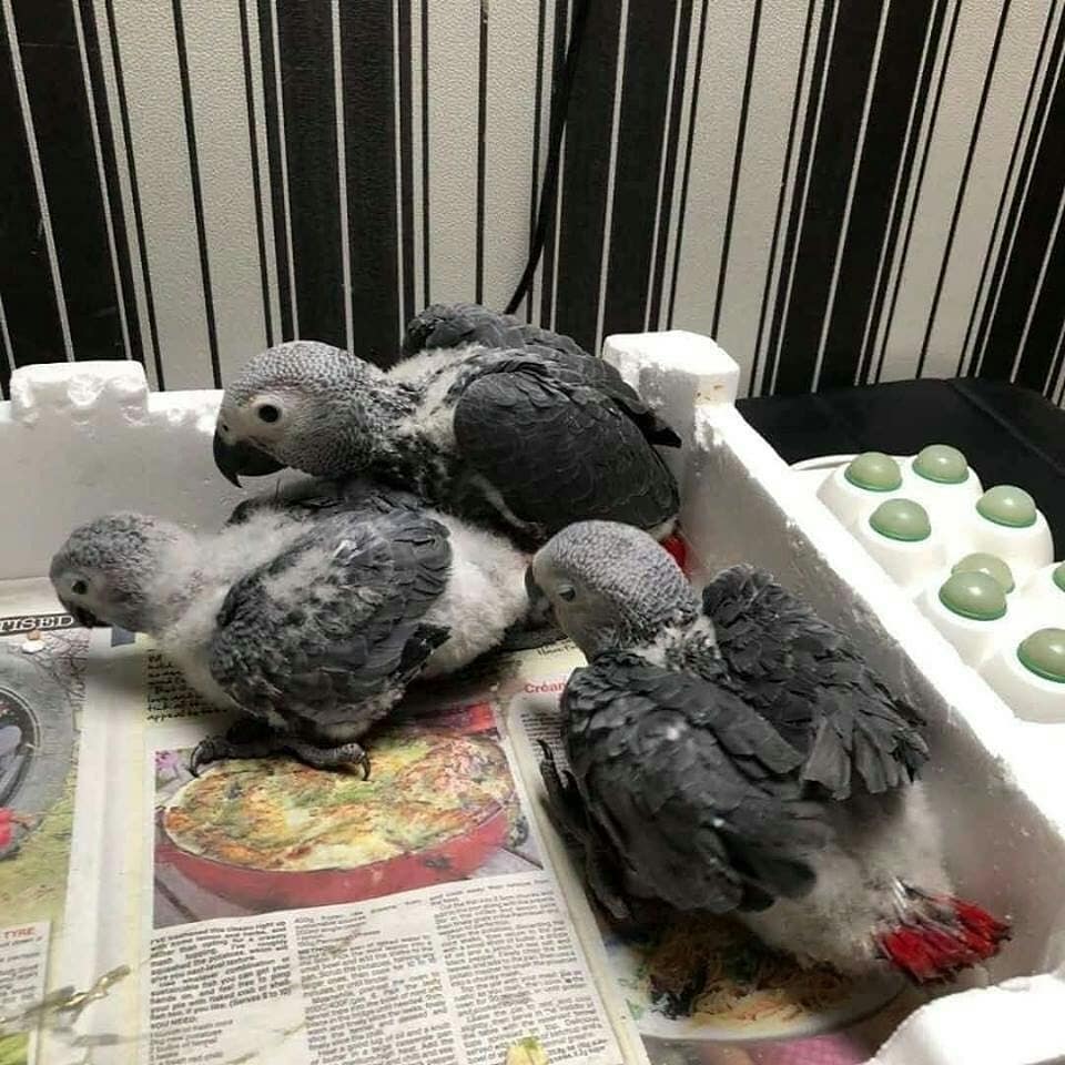 AFRICAN GREY PARROT for sale