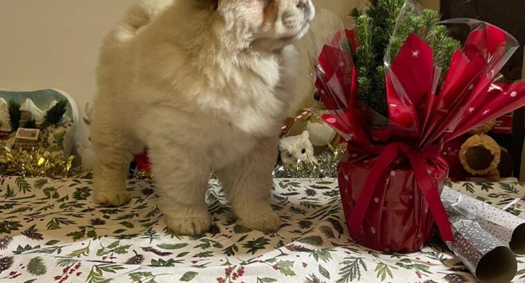 Amazing Trained Chow chow Puppies Ready Now