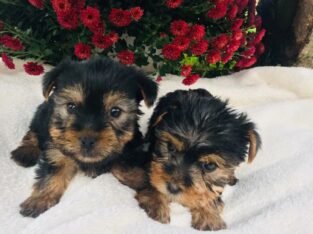 Cute and healthy Yorkie puppies for sale