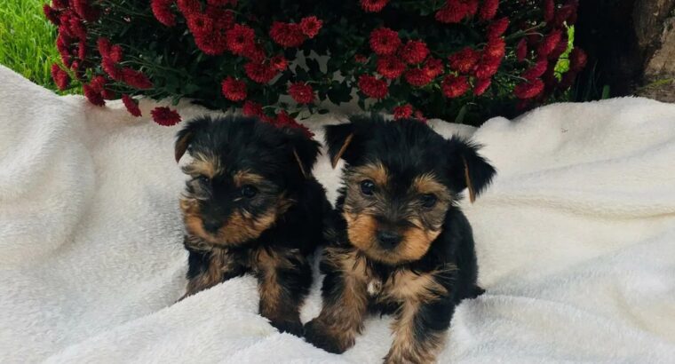Adorable Yorkshire Puppies for sale