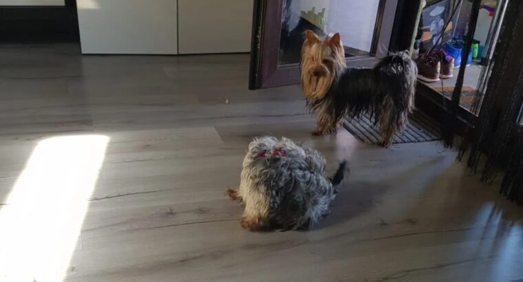 Cute and healthy Yorkie puppies for sale