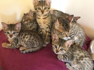 Beautiful Savannah Kittens,