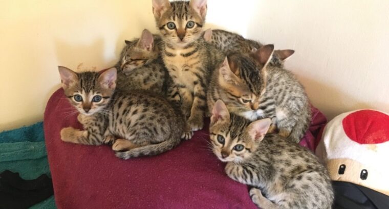 Beautiful Savannah Kittens,