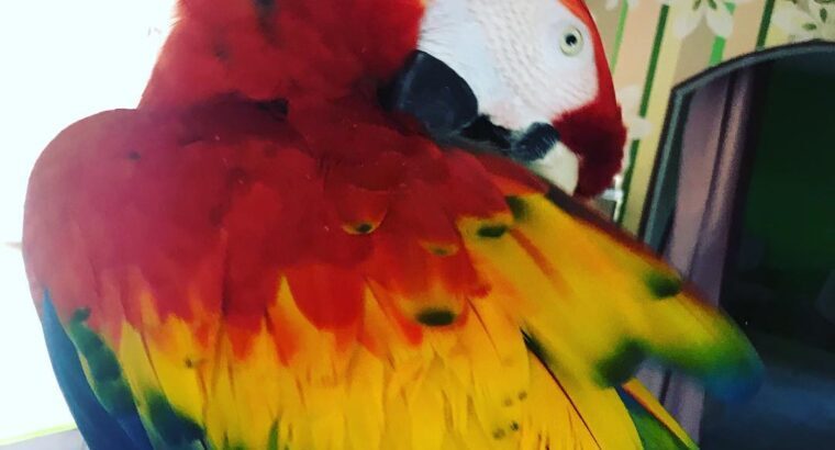 Scarlet macaws for sale