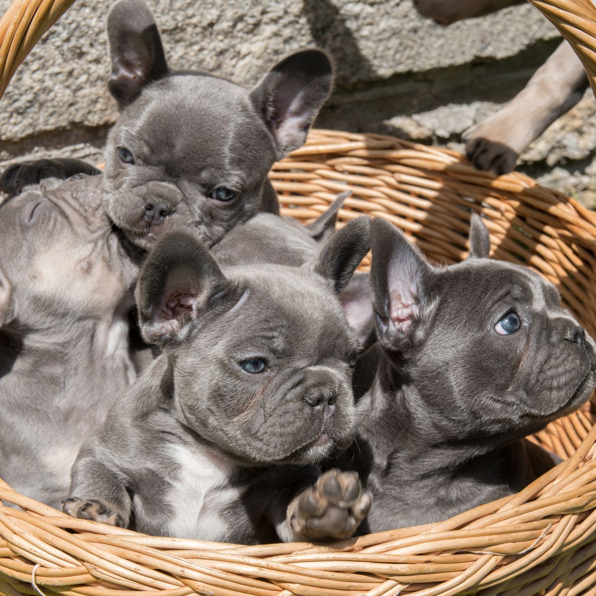 Gorgeous French Bulldog puppies available