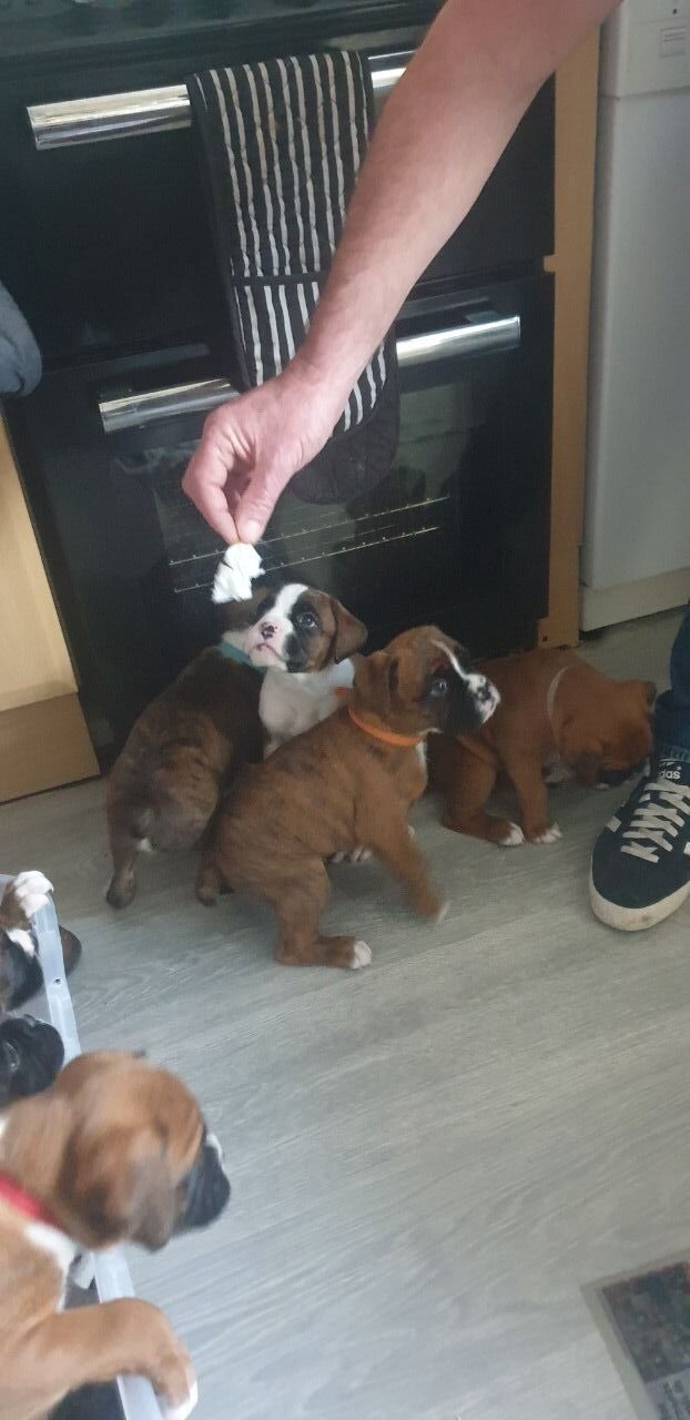 Beautiful Bobtail Boxer Puppies Available.